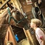 Horse riding lessons, summer horse camps
